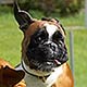 Boxer och rodesian ridgeback i en riktig kamplek mellan tv� j�mb�rdiga hundar