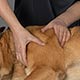 Instruktionsbild fr�n kapitlet om massage, grundl�ggande handgrepp
